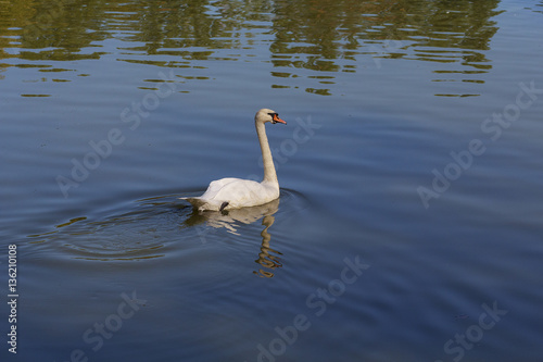 Beautiful white swan swimming in the pond. Animals