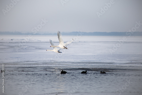 Two swans flying over the frozen lake.