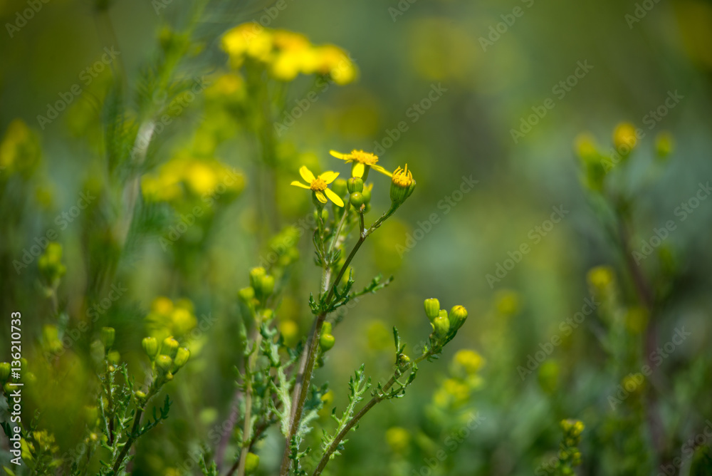 Little yellow wild flowers in spring steppes