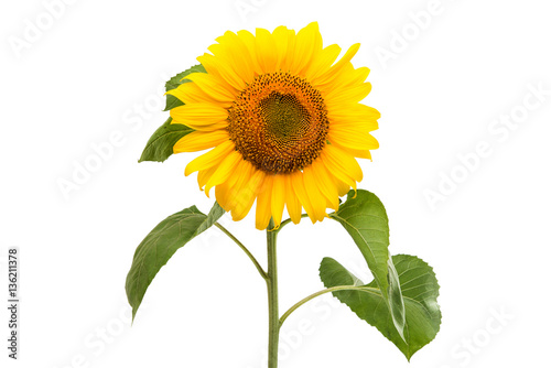 Fototapeta Naklejka Na Ścianę i Meble -  Sunflower flower