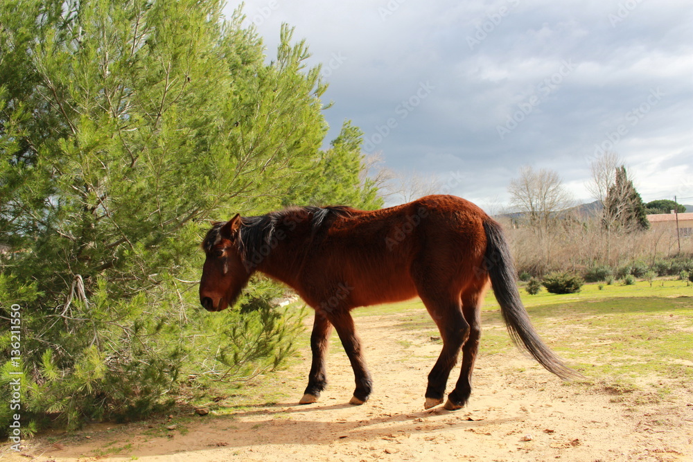 Naklejka premium cheval dans la nature