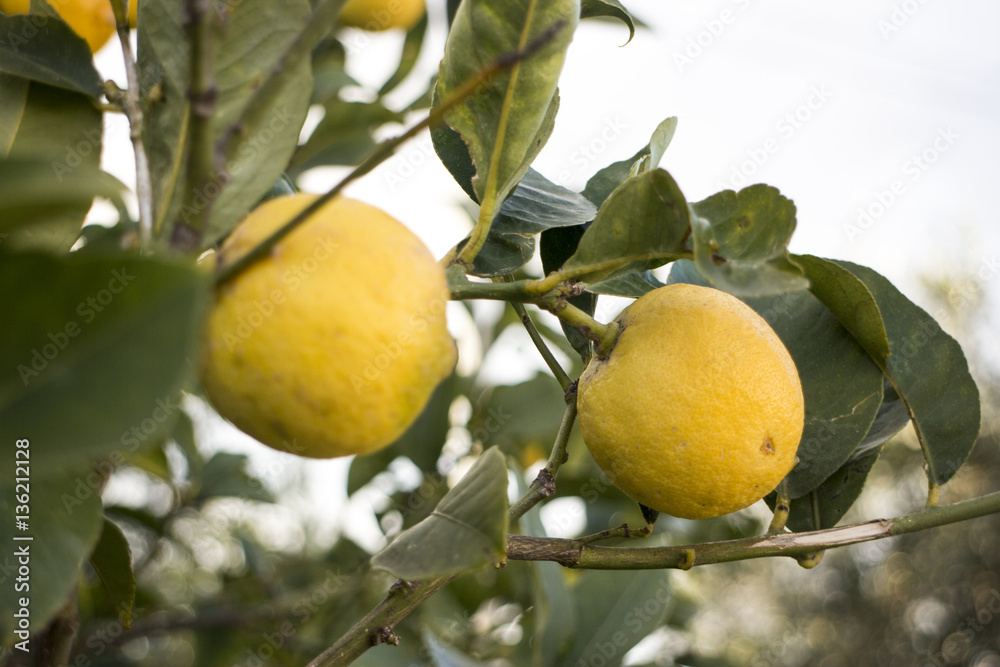 limoni