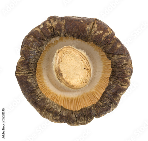 Bottom of a dried mushroom isolated on a white background.