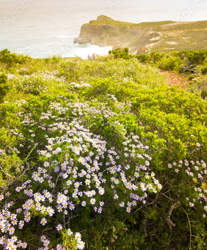 Daisy Shrubs