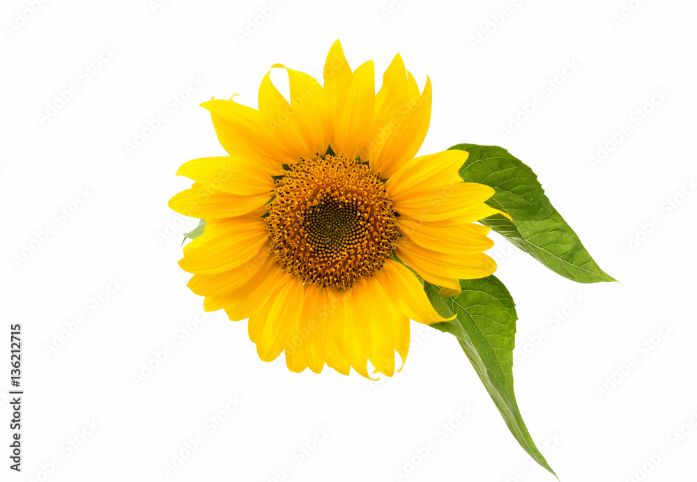 Obraz premium Sunflower flower