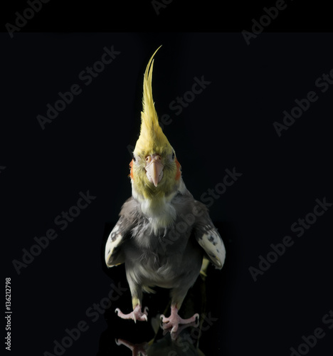 cockatiel bird full body isolated on black