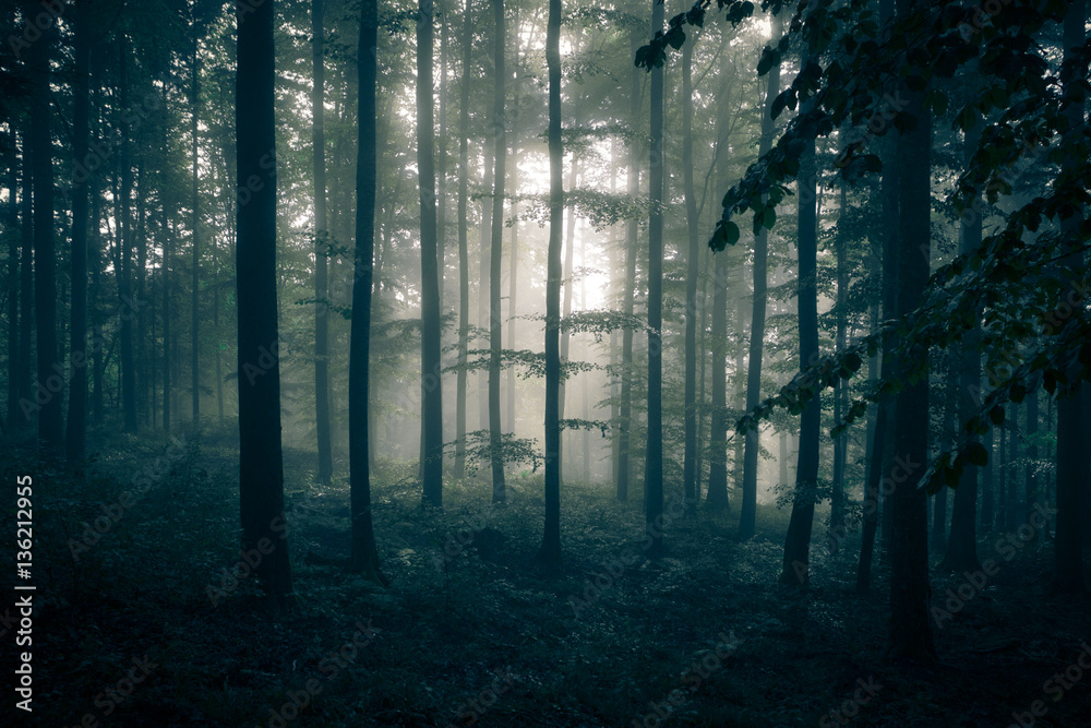 Fototapeta Przerażający i przerażający las