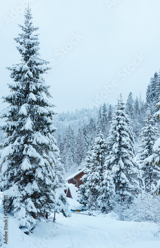 Winter fir forest in Ukrainian Carpathian Mountains.
