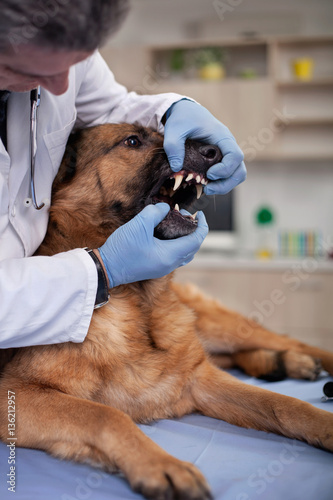 veterinarian examine dog teeth in pet clinic,early detection and