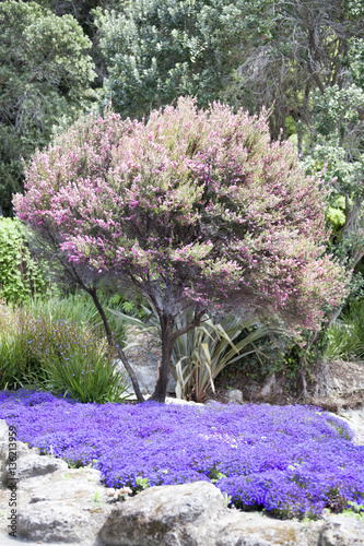 Centennial Gardens Colors photo