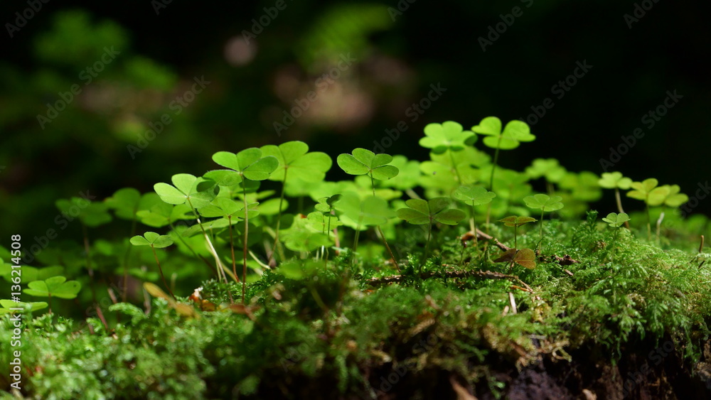 Klee Pflanze Natur Wald Makro Gegenlicht Lichtstimmung Blatt Kleeblätter Kleeblatt Klee Pflanze Natur Wald Makro Gegenlicht Lichtstimmung Blatt Kleeblätter Kleeblatt