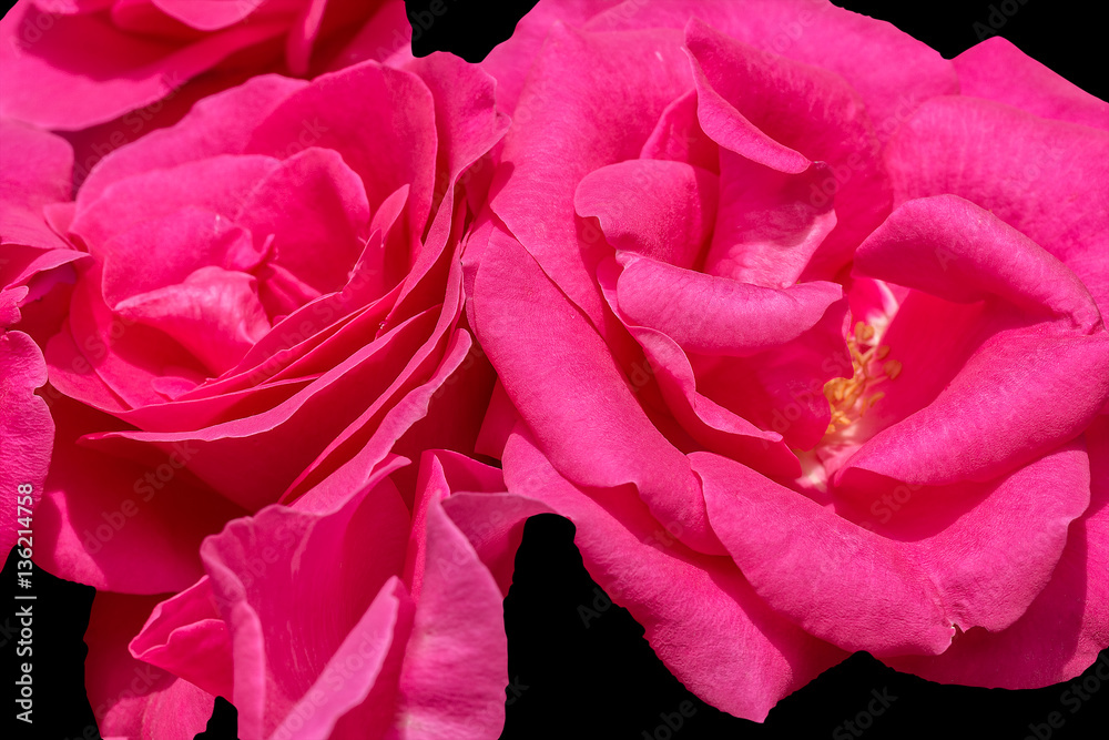 Naklejka premium Flowers of pink roses on a black background, macro