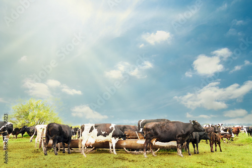 Fototapeta Naklejka Na Ścianę i Meble -  Several cows drinking water from a drinking fountain in a field