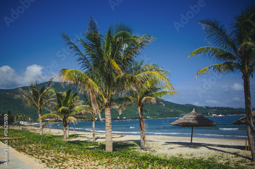 Palm tree on the coastline in Danang in Vietnam © Paweł Michałowski