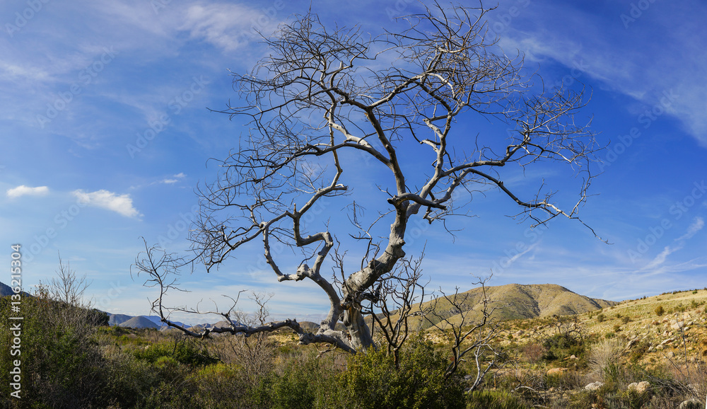 Growth in the Mojave Desert in California's Angeles National Forest. Growth in the Mojave Desert in California's Angeles National Forest.