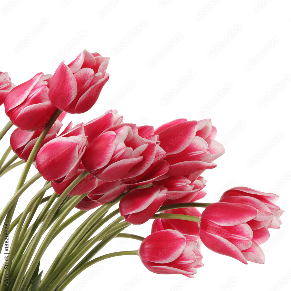 Tulips