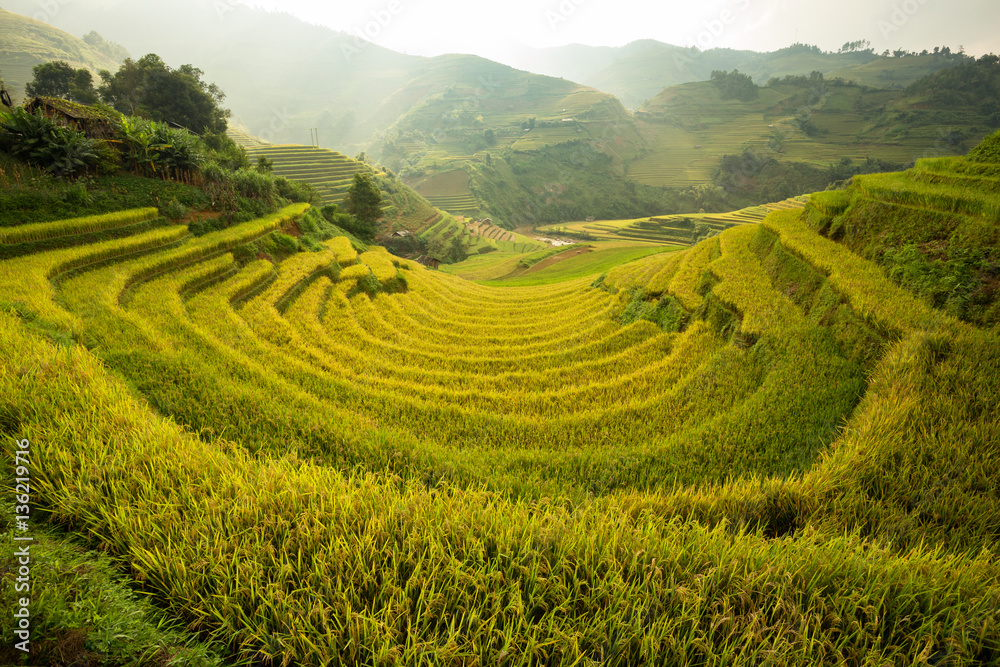 Curve Rice field on terrace