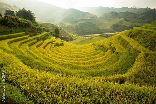 Curve Rice field on terrace