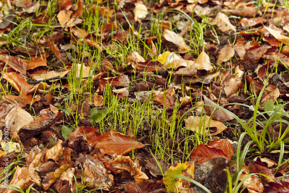 Blades of grass growing through dry leaves in autumnal undergrowth. Picture taken in a forest in North of Italy, during the autumn. Blades of grass growing through dry leaves in autumnal undergrowth. Picture taken in a forest in North of Italy, during the autumn.