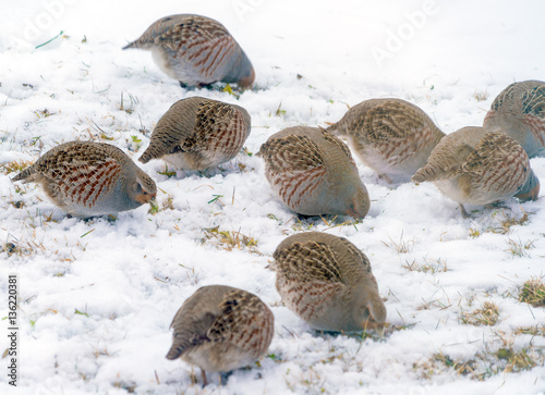 Group of wild grey partridges photo