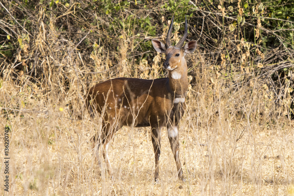 Bushbuck male standing among the bushes in the Ugandan bush sunn Bushbuck male standing among the bushes in the Ugandan bush sunn