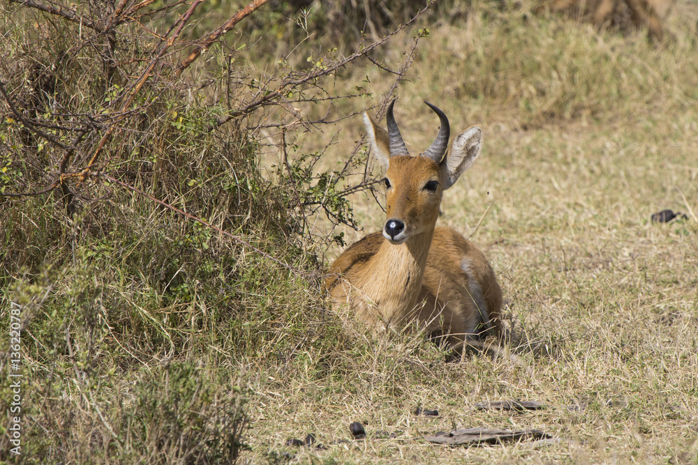 COMMON REEDBUCK male lying under a bush in the savannah sunny da COMMON REEDBUCK male lying under a bush in the savannah sunny da