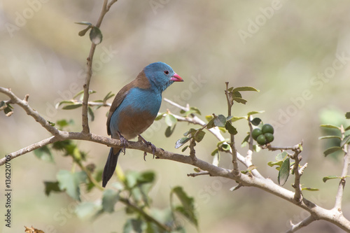 Blue-capped Cordon-bleu male sitting on a branch on a sunny day