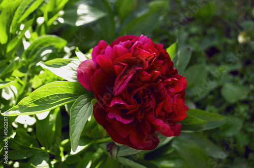 Fototapeta Naklejka Na Ścianę i Meble -  Beautiful garden peonies in their prime