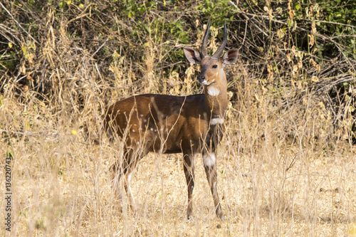 Bushbuck male standing among the bushes in the Ugandan bush sunn