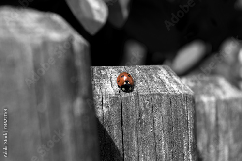 Beautiful ladybug in black and white background