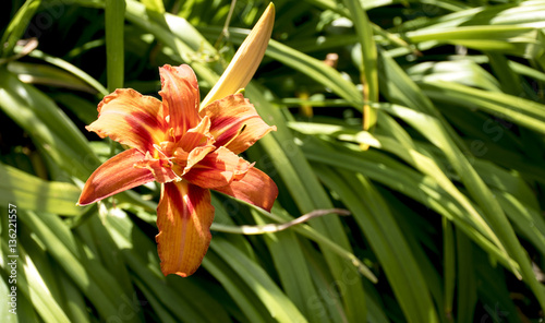 Wild garden lily