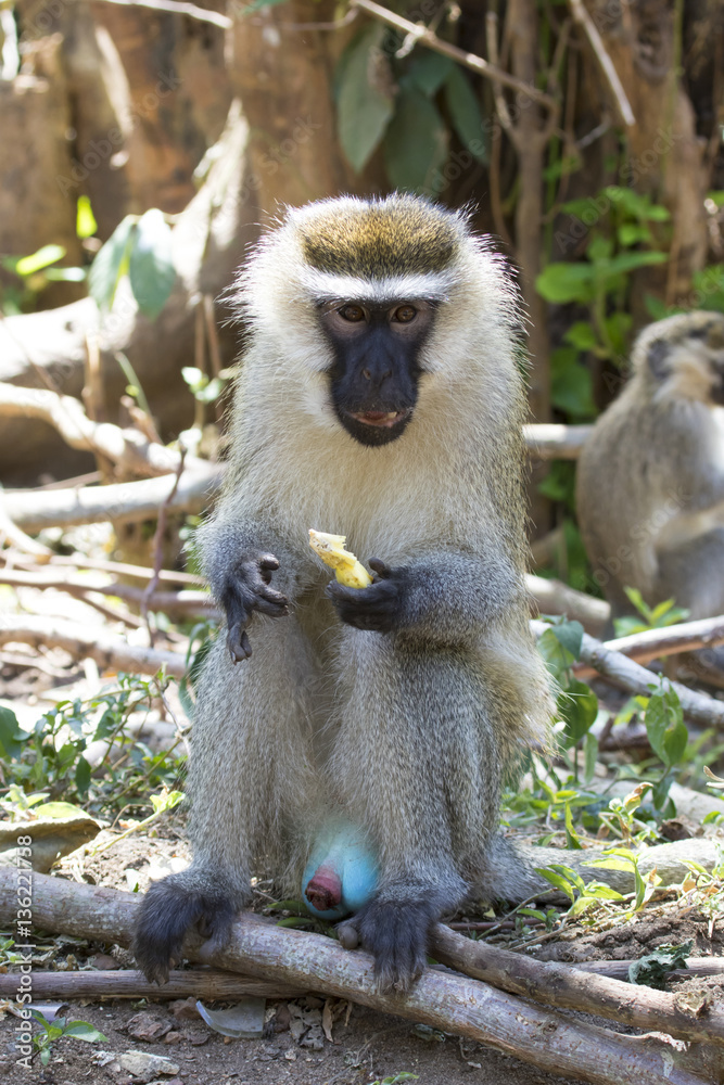 Vervet Monkey male sitting on the ground and eating a piece of f