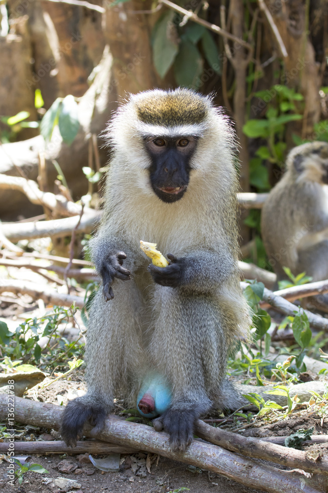Fototapeta premium Vervet Monkey male sitting on the ground and eating a piece of f