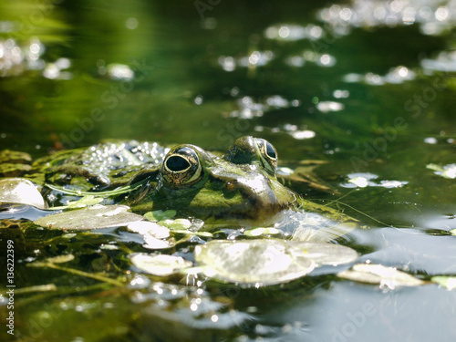 Green Frog © Laurens