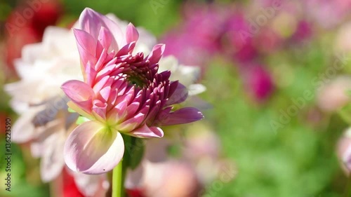 Beautiful pink dahlia flowers in the garden on green leaves background. Dahlia flowers with beautiful pink petals. Great design for summer/ autumn holiday greetings. Bees fly in the background