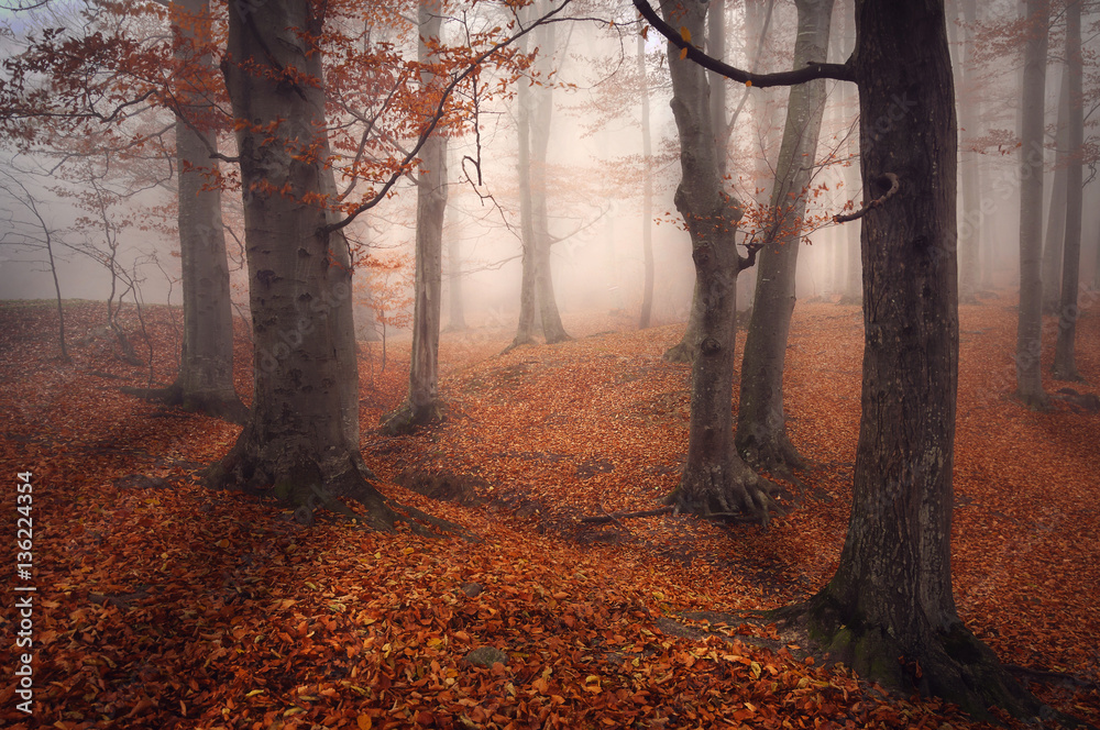 Obraz premium Foggy Forest