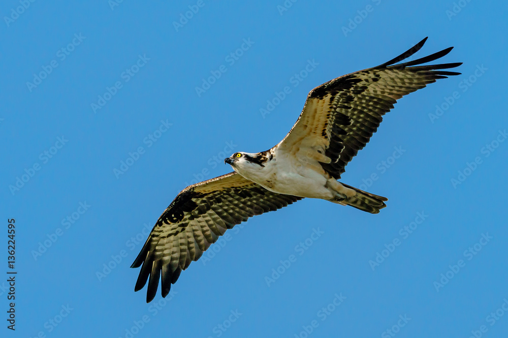 Fototapeta premium Soaring
