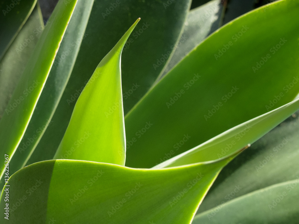 Obraz premium Plant Leaves Graphical, Sicily, Italy
