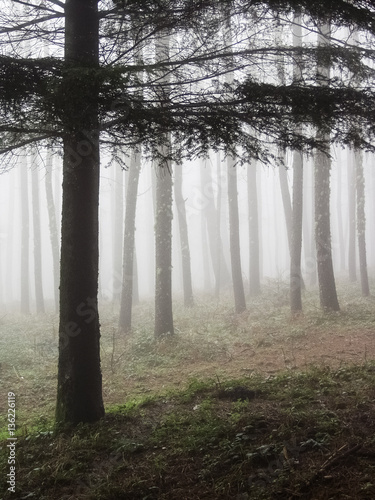 Fog in the forest of Gambarie  Calabria  Italy