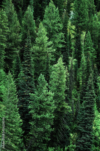 Forest of Pine Trees in Wilderness Mountains Landscape