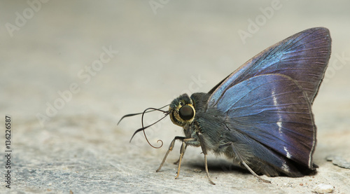 Butterfly, Butterflies feed on the rocks, White-banded Awl ( Hasora taminatus ) photo