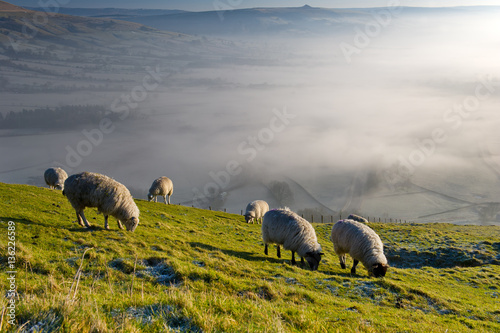 Group of Sheep Grazing Grass on a Hill. Early morning fog in background. Winnats Pass, Peak District National Park, UK.