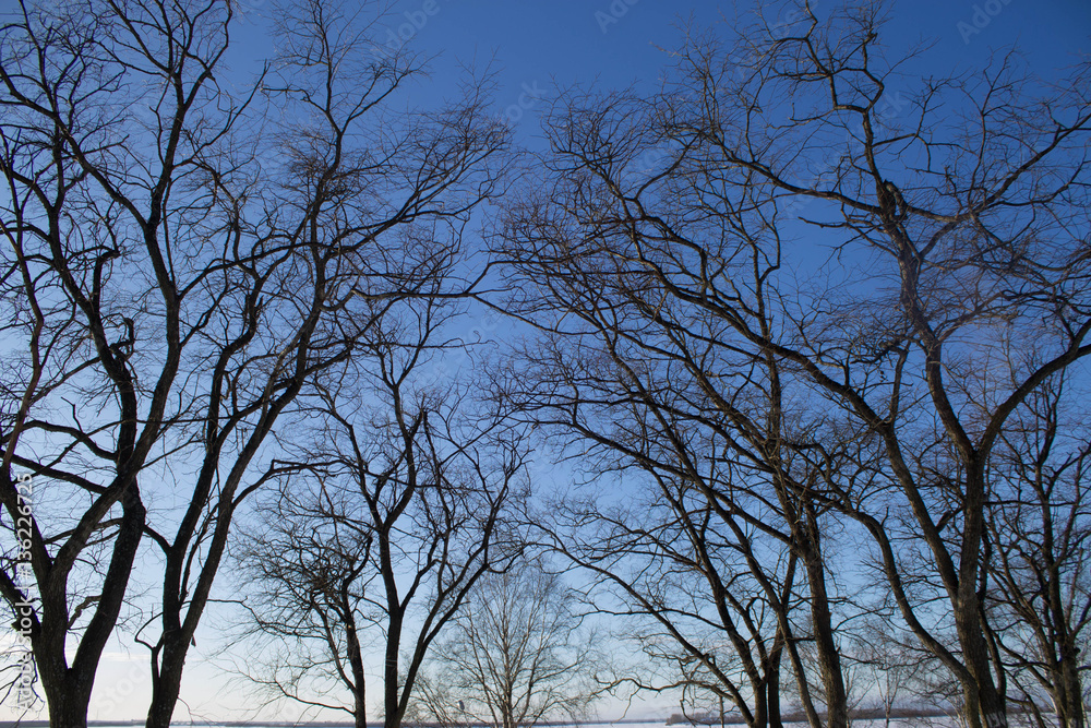 Trees without leaves Trees without leaves
