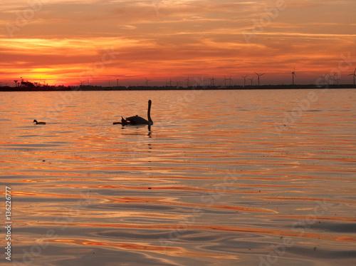 Sunset with Swan at Strand Horst Ermelo, Gelderland, Holland, NL
