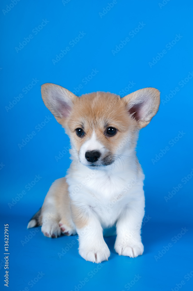 Pembroke Welsh Corgi puppy