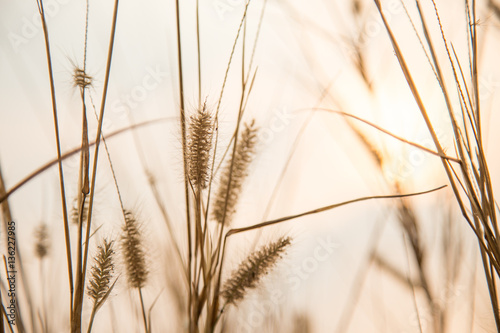 flower and grass
