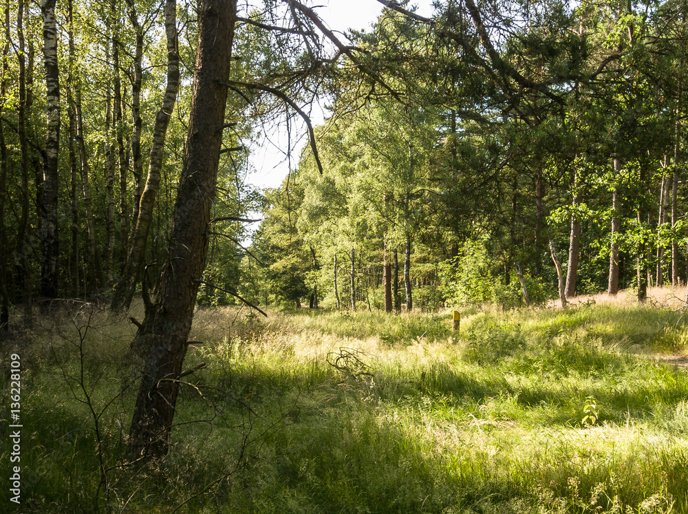 Obraz premium Forest Putten Ermelo, Gelderland, Holland, NLD