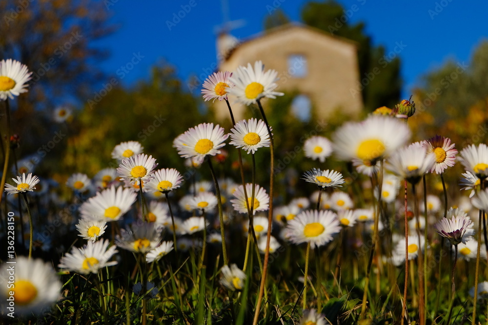 Champs de paquerettes prés de Seillans. Provence.