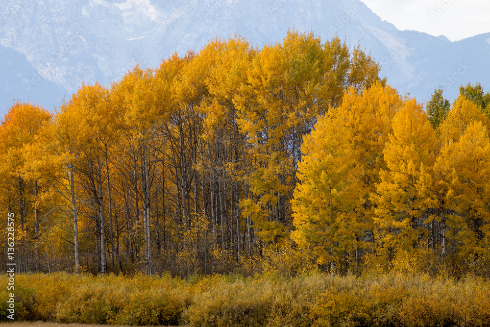 Fototapeta premium Vibrant Yellow