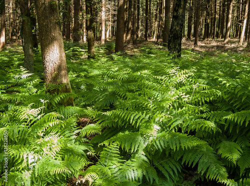 Fern in the forest of Ermelo  Gelderland  Holland  NLD